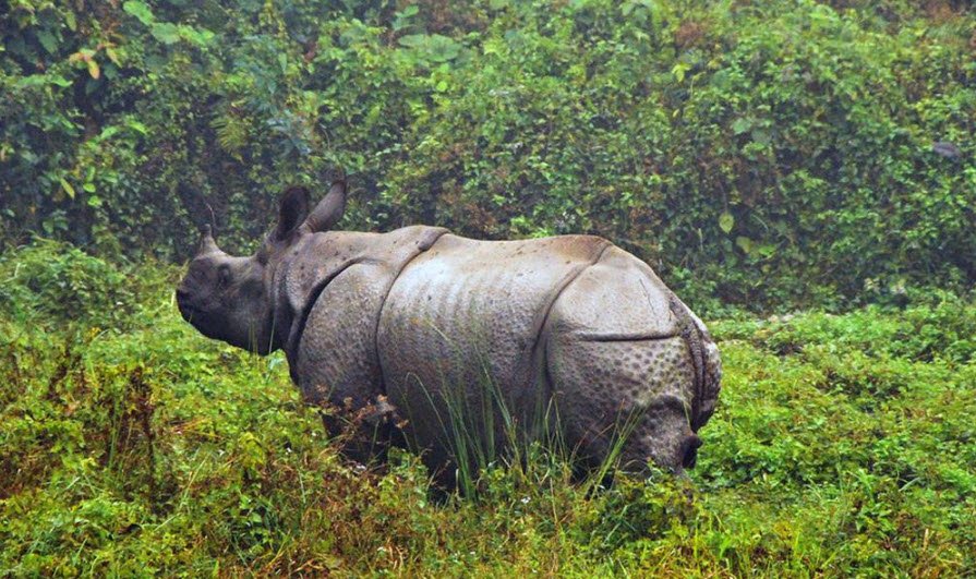 Rangapahar Wildlife Sanctuary, Dimapur, Nagaland - Vushii.com